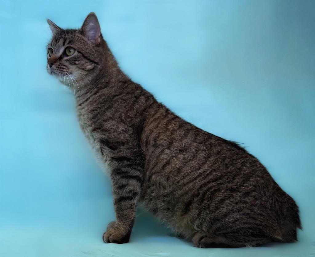 Enlarge Arlo, a ADOPTABLE Domestic Short Hair in Columbus, NE image 1/1