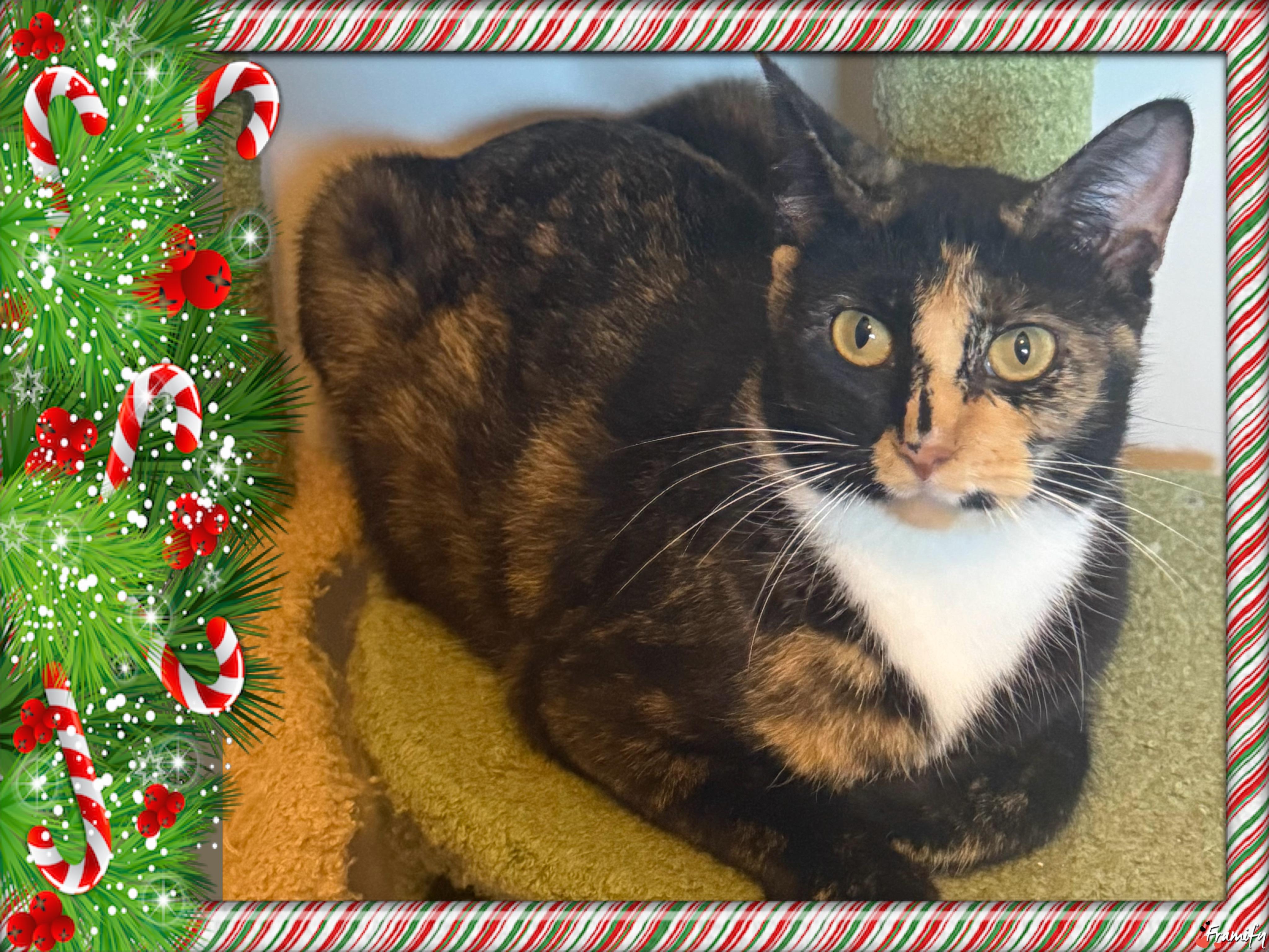 Enlarge Ally, a ADOPTABLE mixed breed in Maryville, TN image 1/1