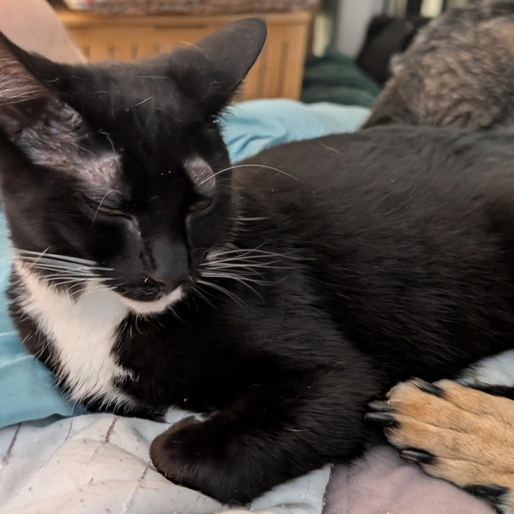 June, Adoptable, Young Female Domestic Short Hair.