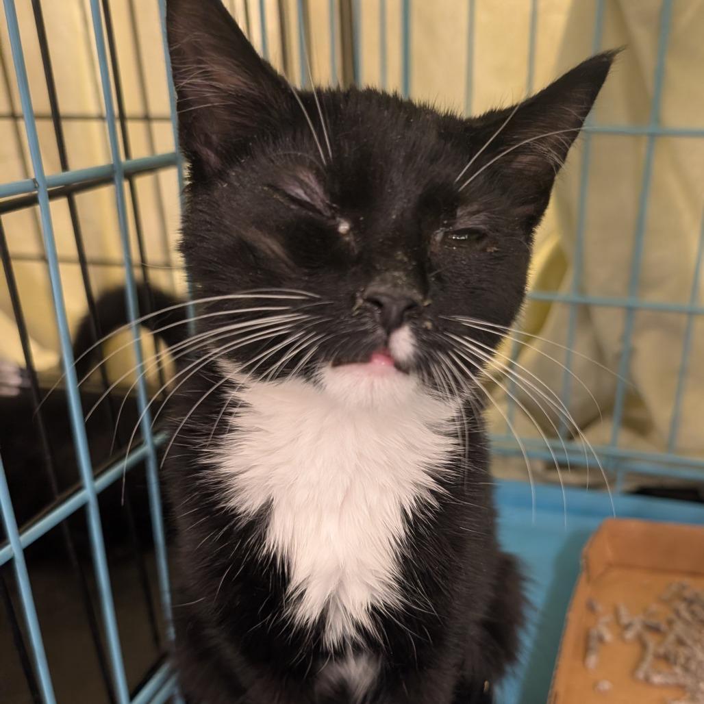 Enlarge June, a Adoptable Domestic Short Hair in Bel Air, MD image 2/2