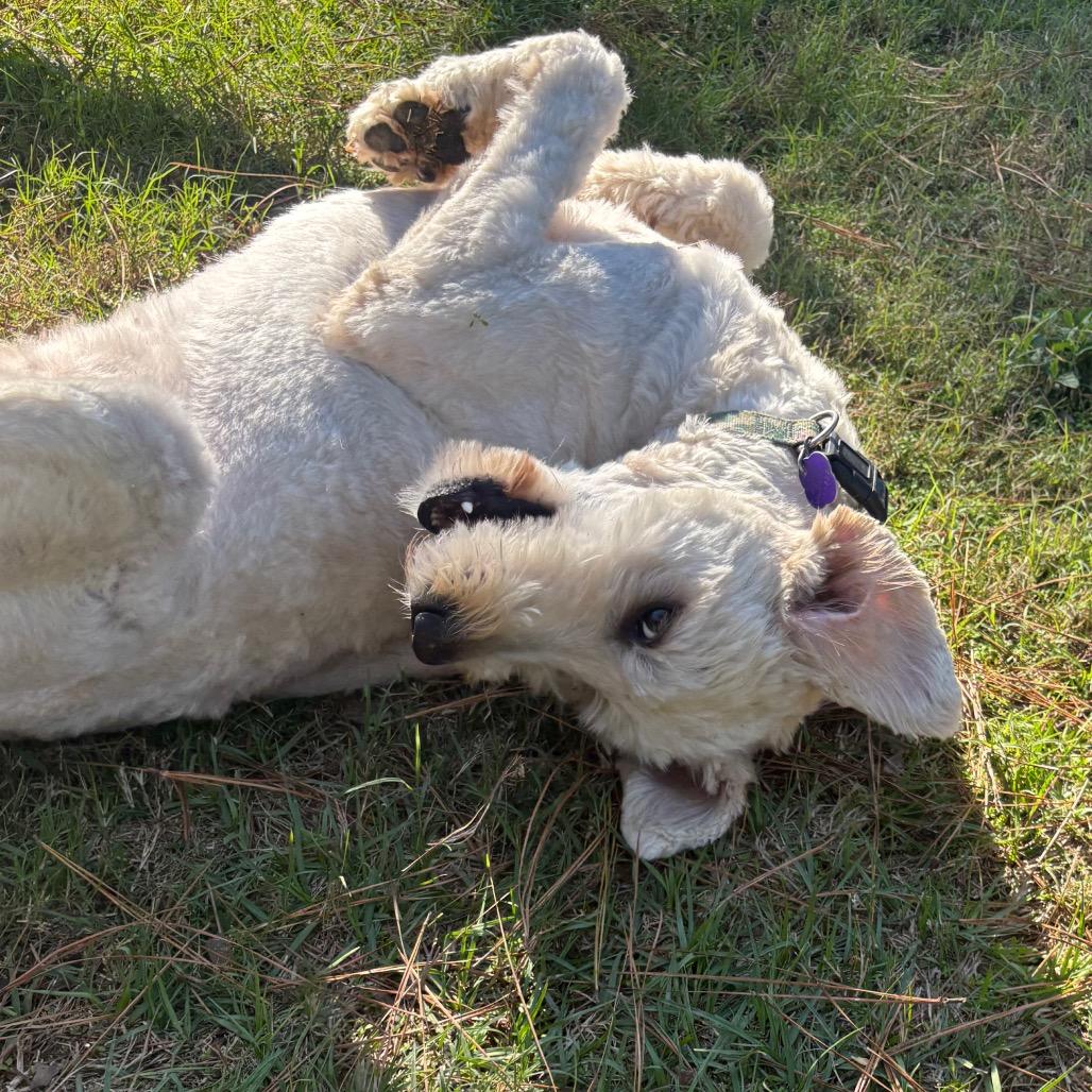 Bear Carter — thumbnail 2