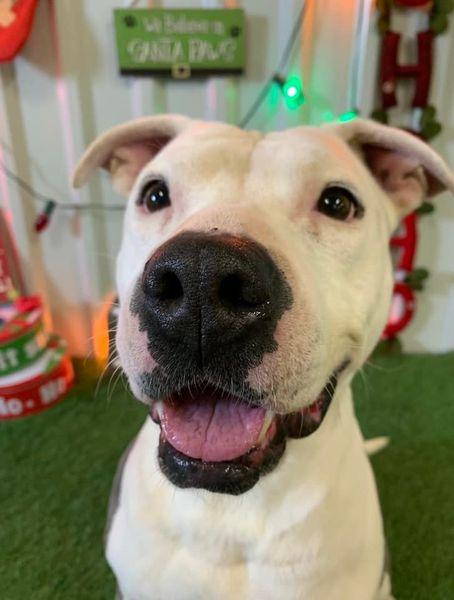 Enlarge Justice, a Adoptable mixed breed in San Angelo , TX image 1/6