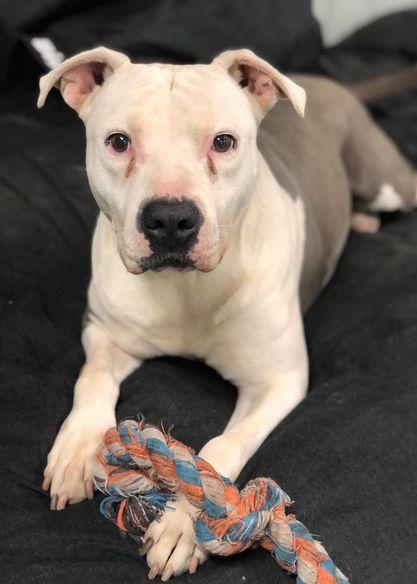 Enlarge Justice, a Adoptable mixed breed in San Angelo , TX image 2/6