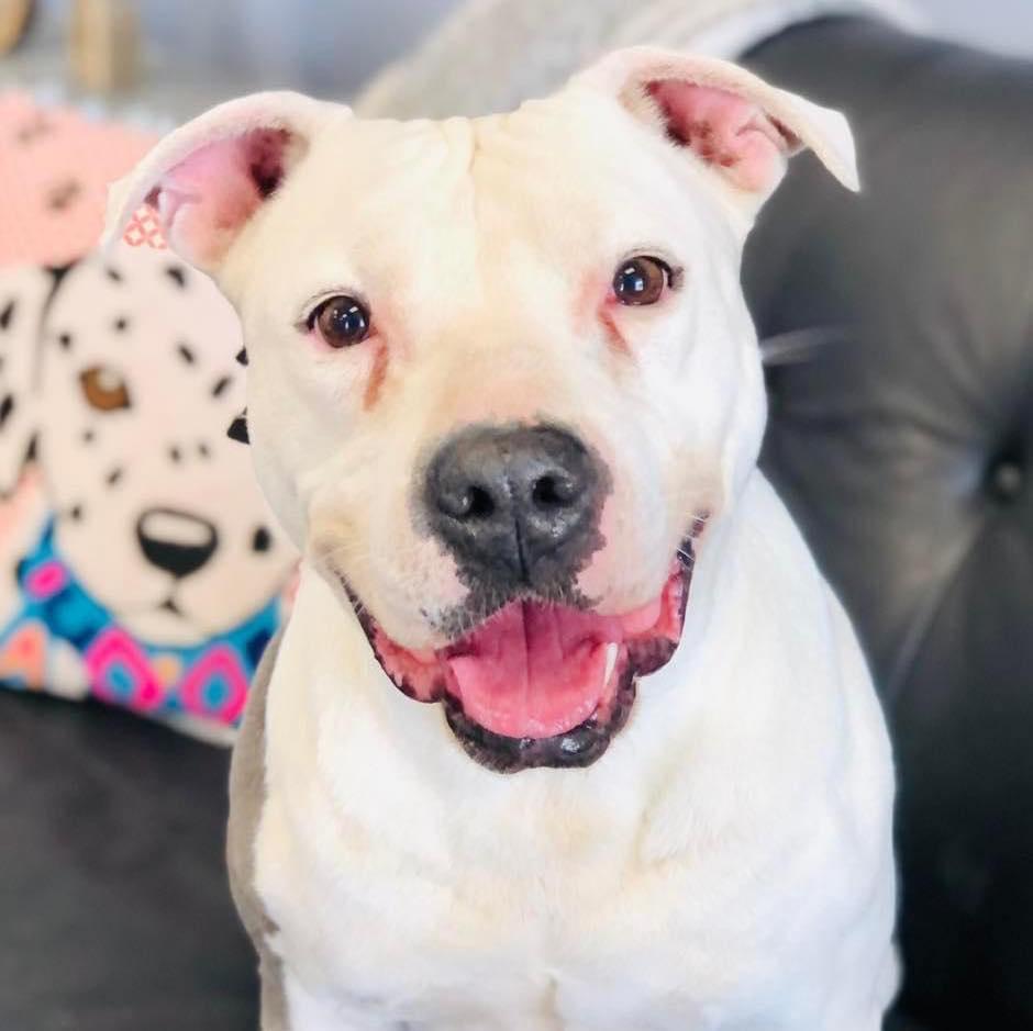 Enlarge Justice, a Adoptable mixed breed in San Angelo , TX image 3/6