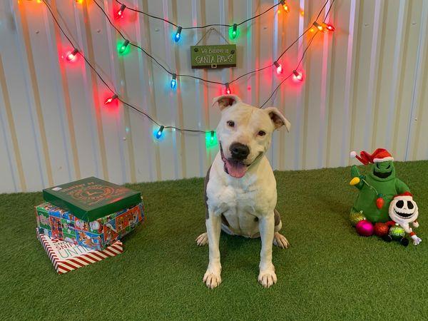 Enlarge Justice, a Adoptable mixed breed in San Angelo , TX image 4/6