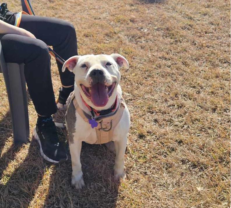 Enlarge Justice, a Adoptable mixed breed in San Angelo , TX image 5/6