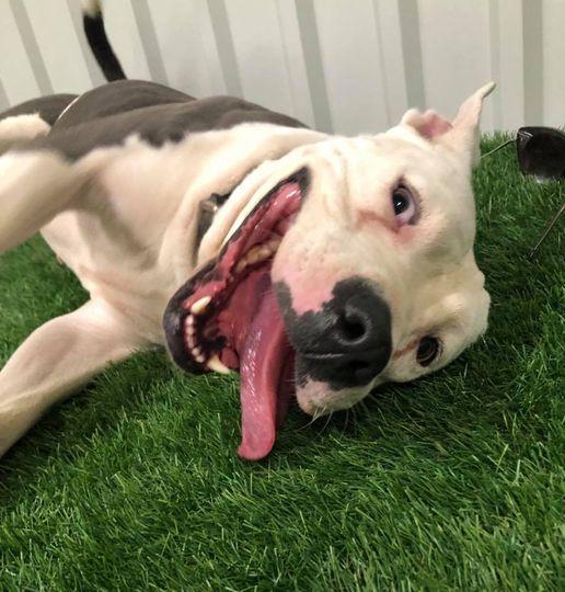 Enlarge Justice, a Adoptable mixed breed in San Angelo , TX image 6/6
