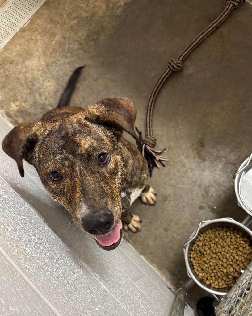 Socks, Adoptable, Adult Female Pit Bull Terrier.