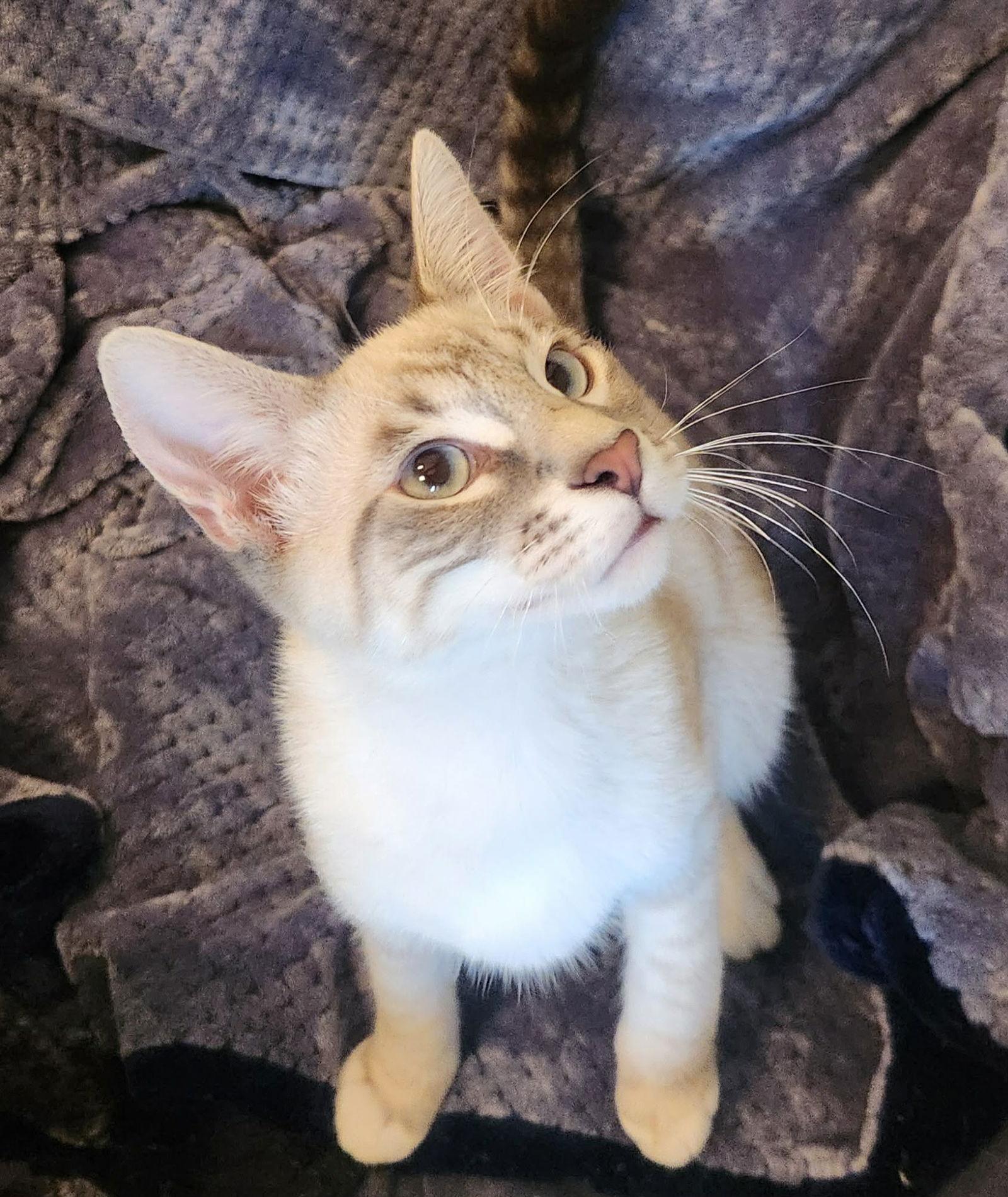 Enlarge Leo ( MP), a Adoptable Siamese in Vacaville, CA image 3/3