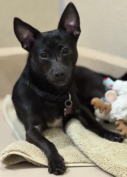 Enlarge Fruit Bat, a Adoptable mixed breed in Pleasanton, CA image 1/3