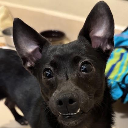 Fruit Bat, Adoptable, Young Male Mixed Breed & Mixed Breed.