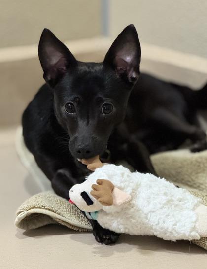 Enlarge Fruit Bat, a Adoptable mixed breed in Pleasanton, CA image 3/3