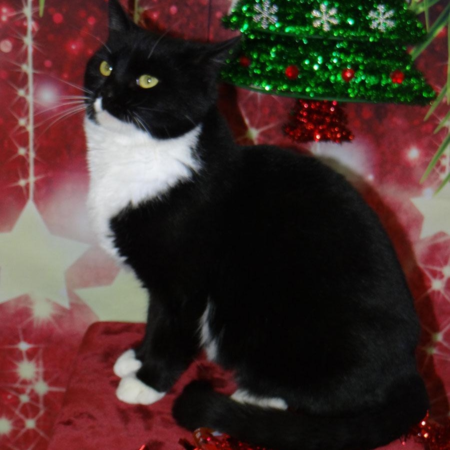 Enlarge Pixel, a Adoptable American Shorthair image 1/1