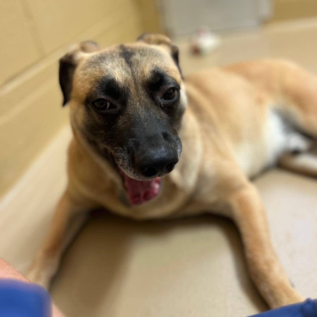 Enlarge Bohdi, a Adoptable mixed breed in Incline Village, NV image 1/6