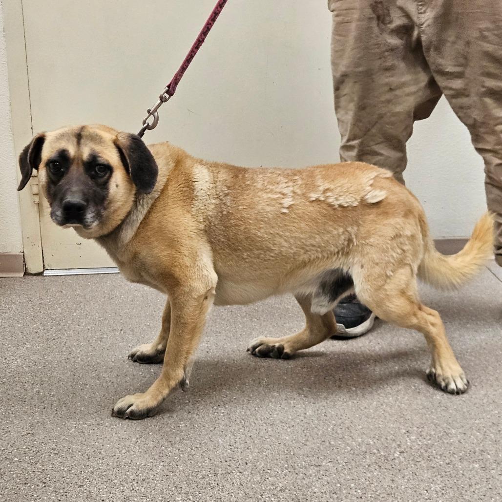 Bohdi, Adoptable, Adult Male Shepherd & Mixed Breed.