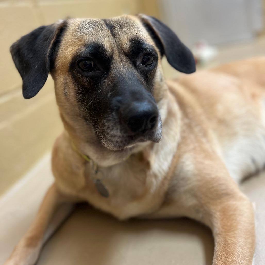 Enlarge Bohdi, a Adoptable mixed breed in Incline Village, NV image 2/6