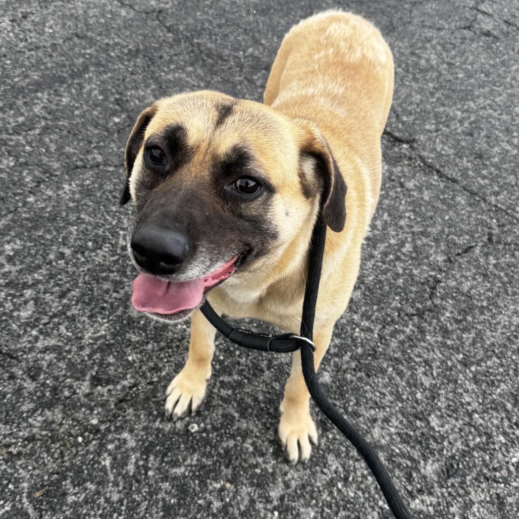 Enlarge Bohdi, a Adoptable mixed breed in Incline Village, NV image 2/3