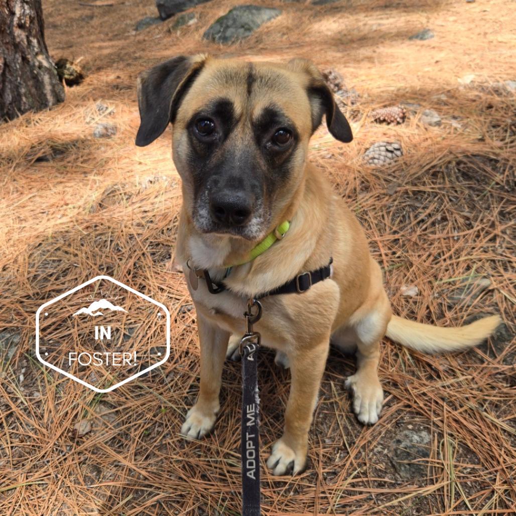 Enlarge Bohdi, a Adoptable mixed breed in Incline Village, NV image 4/6