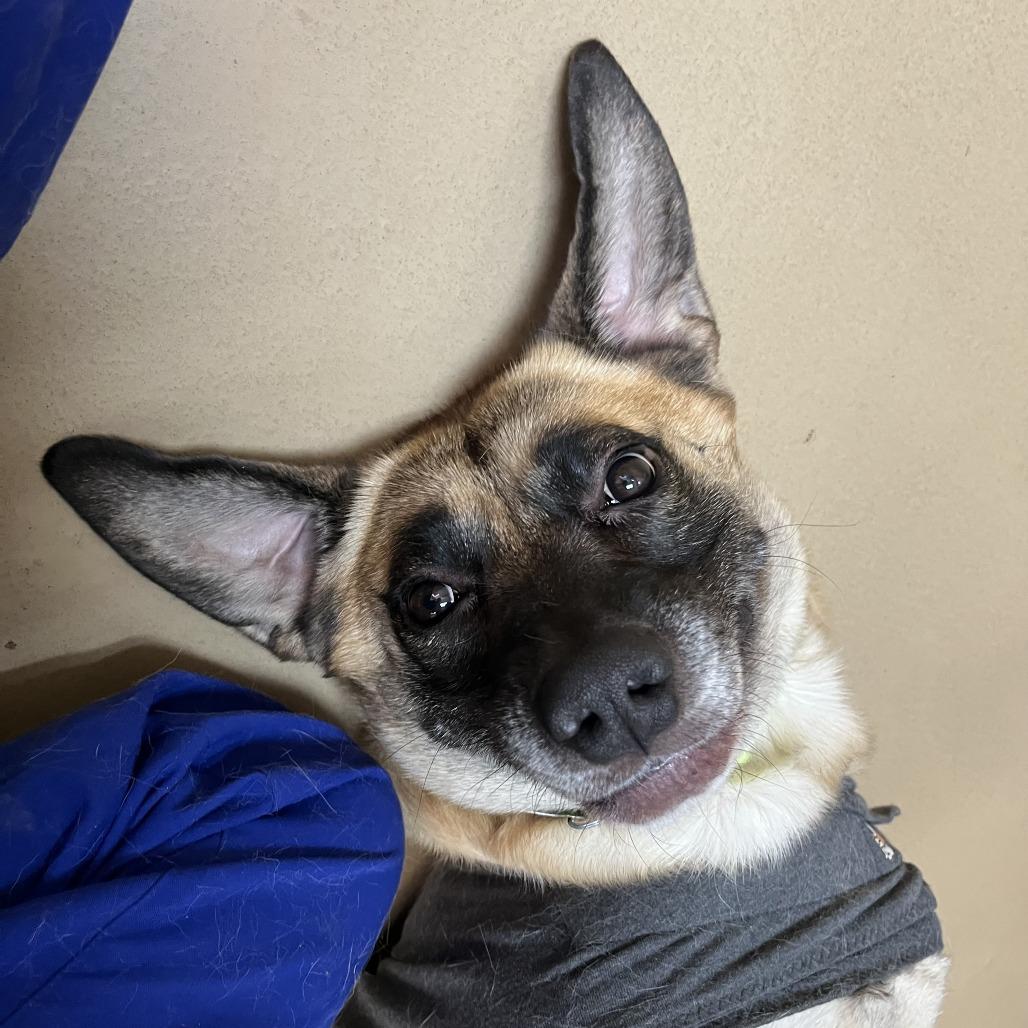 Enlarge Bohdi, a Adoptable mixed breed in Incline Village, NV image 5/6