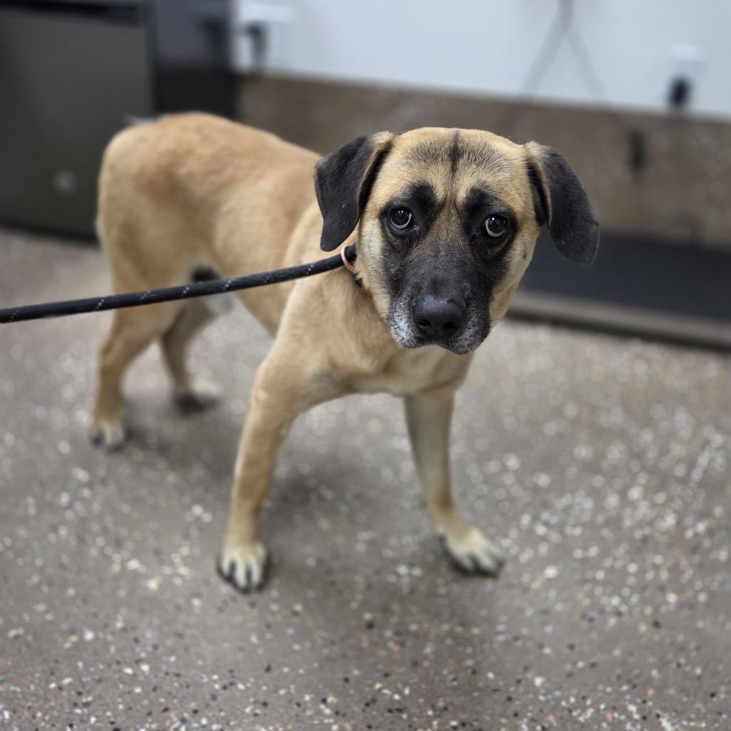 Enlarge Bohdi, a Adoptable mixed breed in Incline Village, NV image 3/3