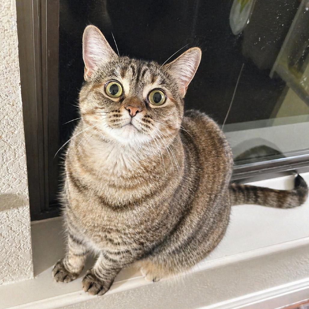 Enlarge Mrs. Buttersworth, a Adoptable Domestic Short Hair in Boerne, TX image 1/6
