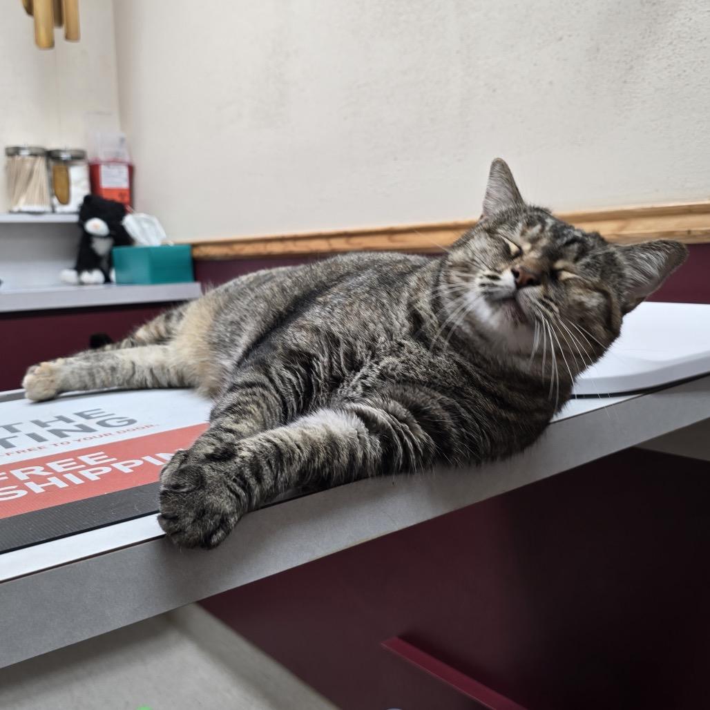 Mrs. Buttersworth, a Adoptable Domestic Short Hair in Boerne, TX image 1/4