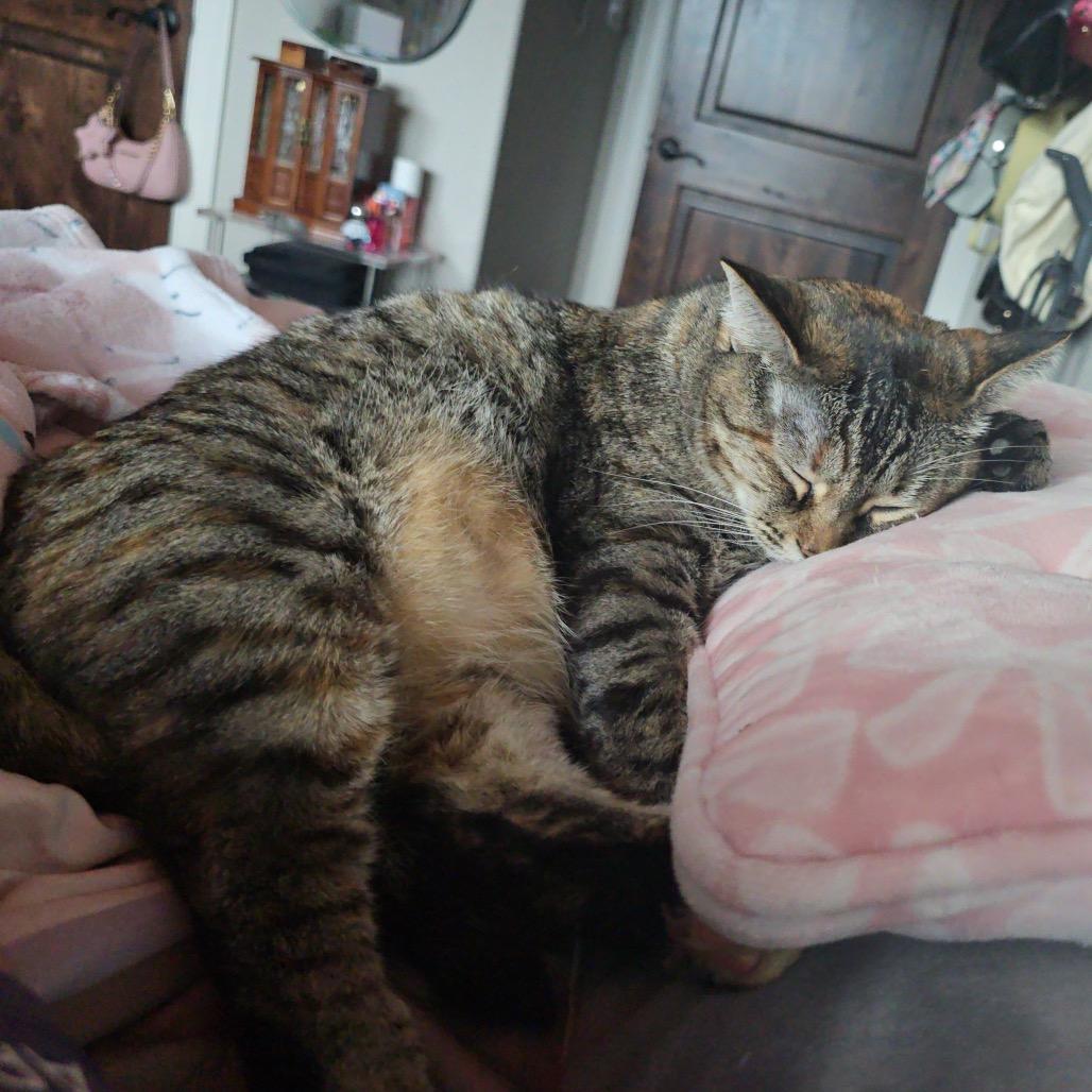 Mrs. Buttersworth, a Adoptable Domestic Short Hair in Boerne, TX image 2/4