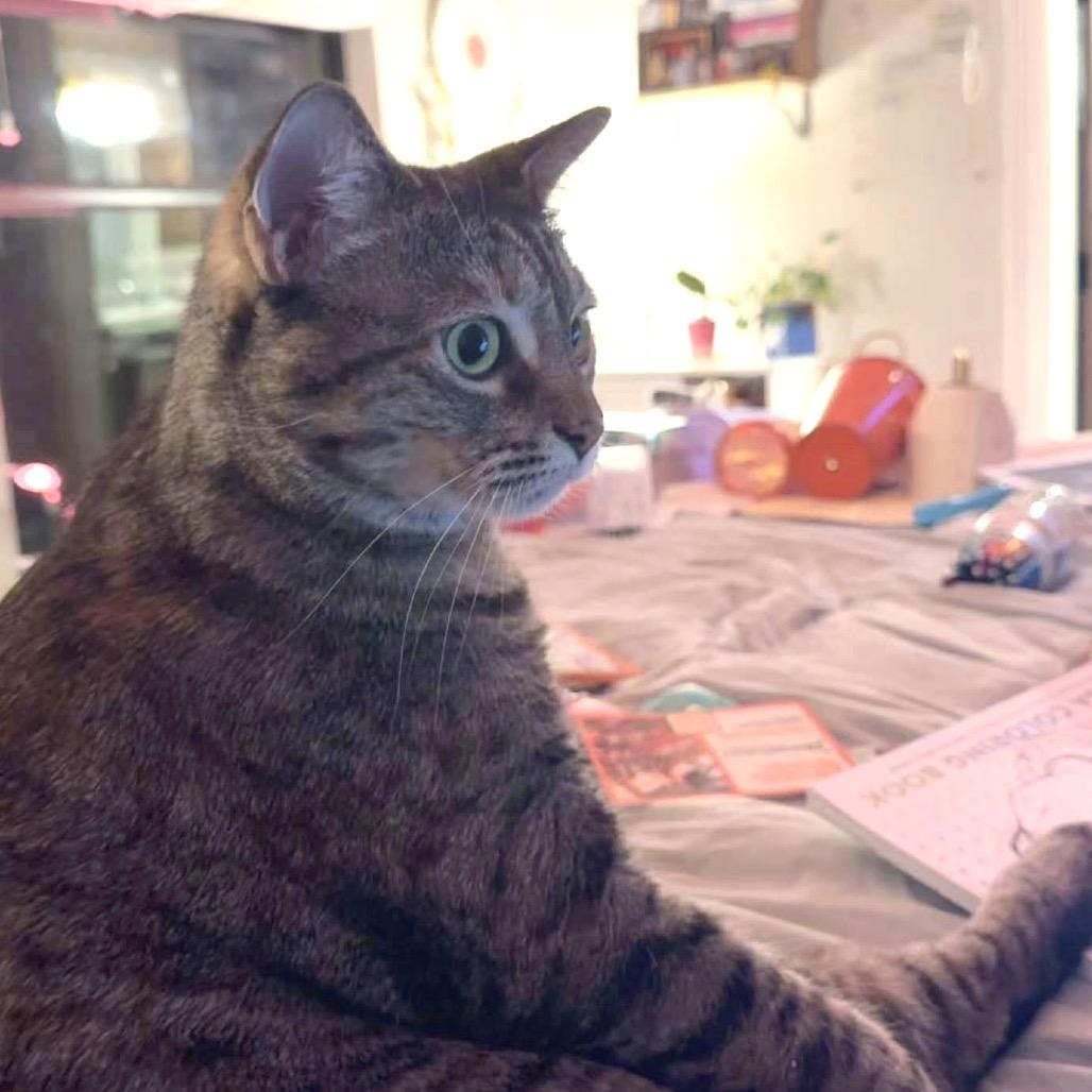 Mrs. Buttersworth, a Adoptable Domestic Short Hair in Boerne, TX image 3/4