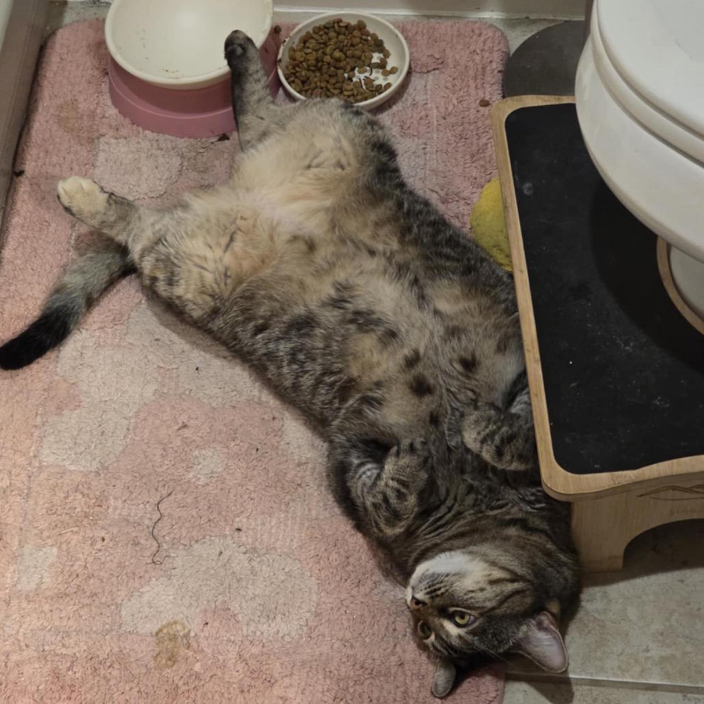 Mrs. Buttersworth, a Adoptable Domestic Short Hair in Boerne, TX image 4/4