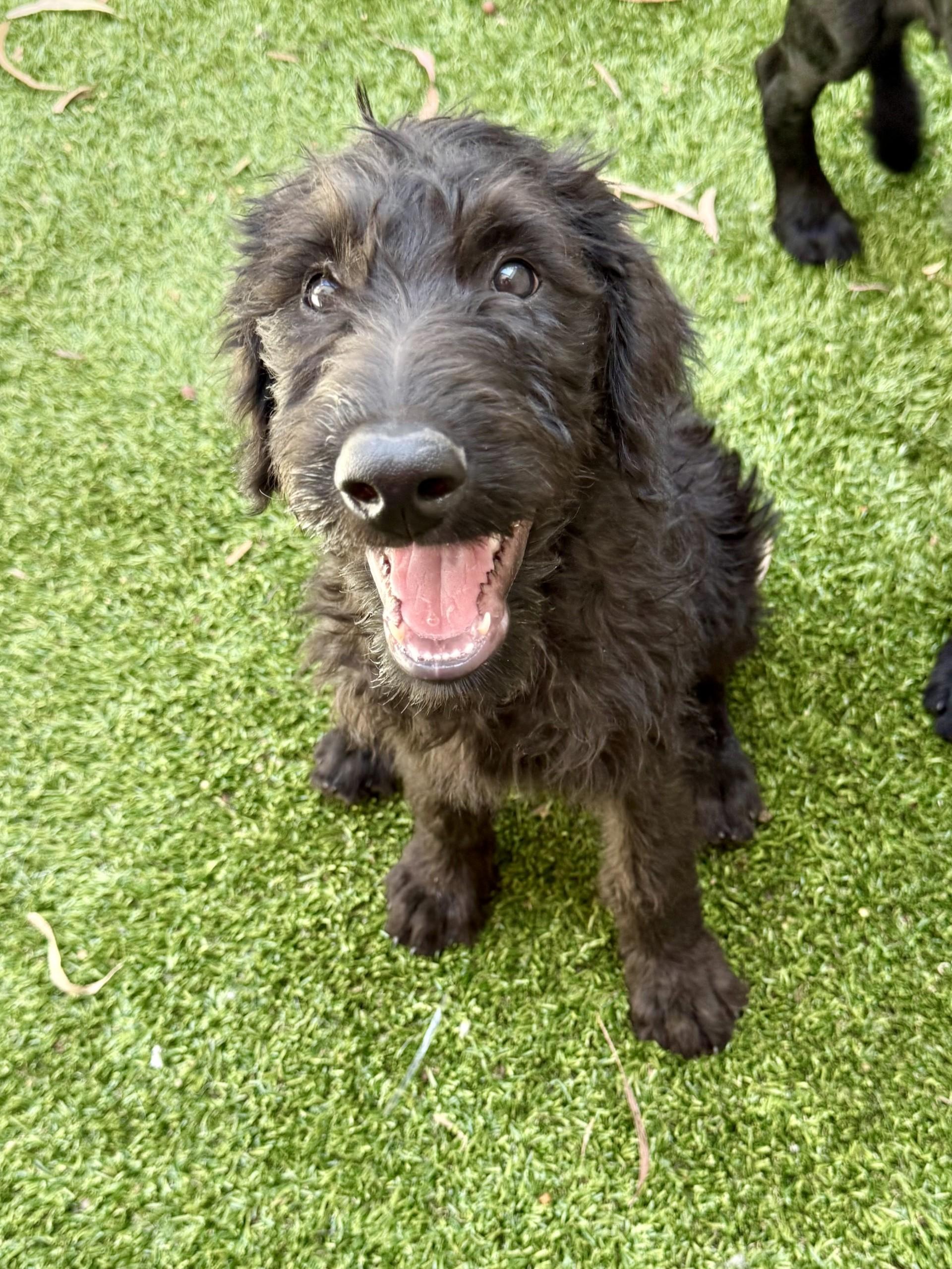 Enlarge Porthos, a Adopted Labradoodle in Los Alamitos, CA image 5/6