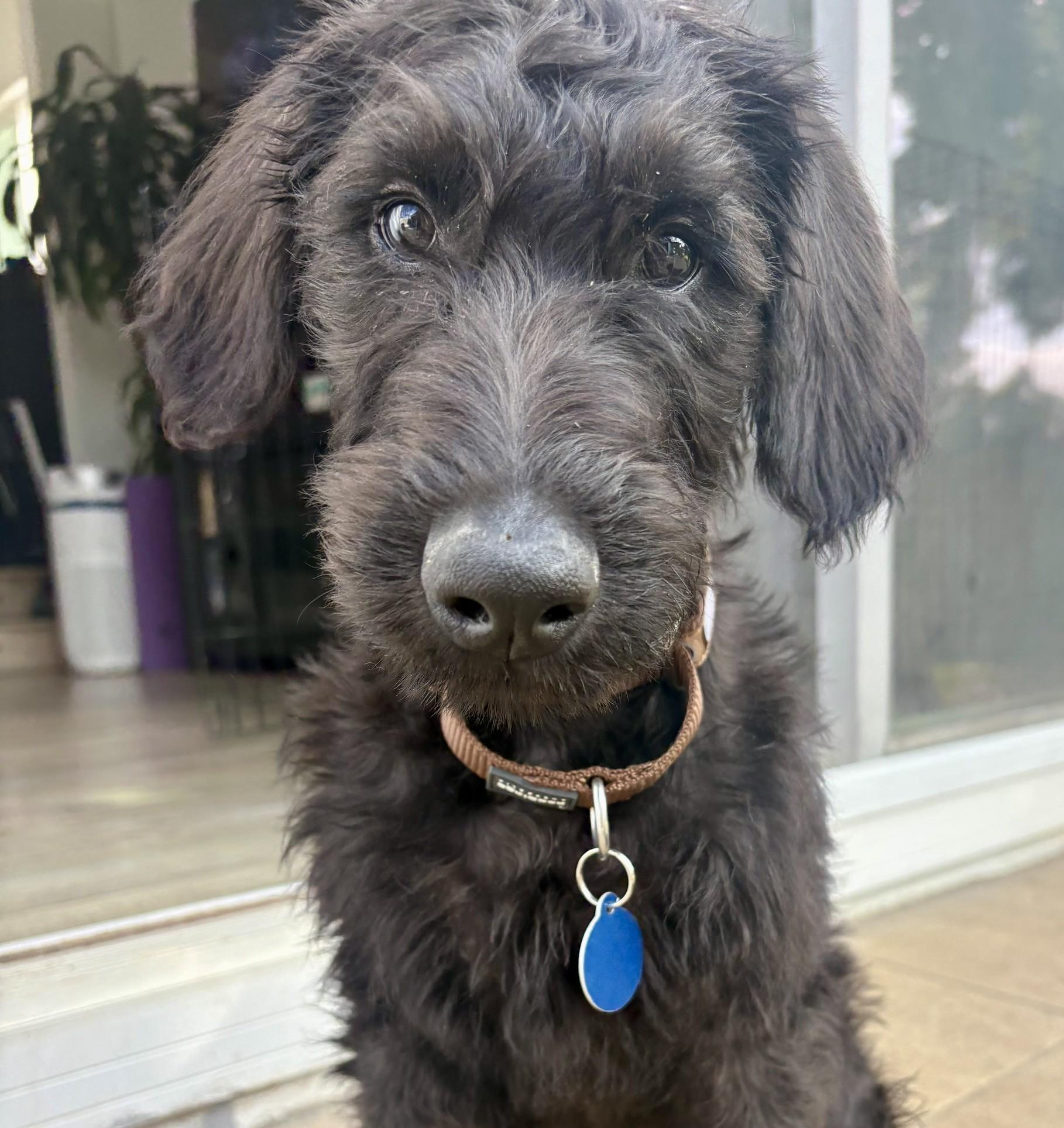 Porthos, Adopted, Puppy Male Labradoodle.