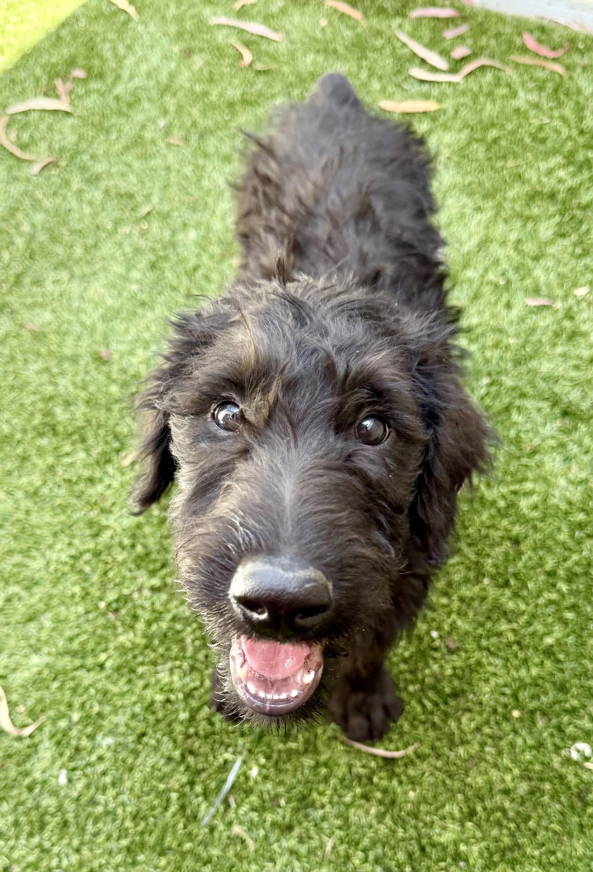 Enlarge Porthos, a Adopted Labradoodle in Los Alamitos, CA image 2/6