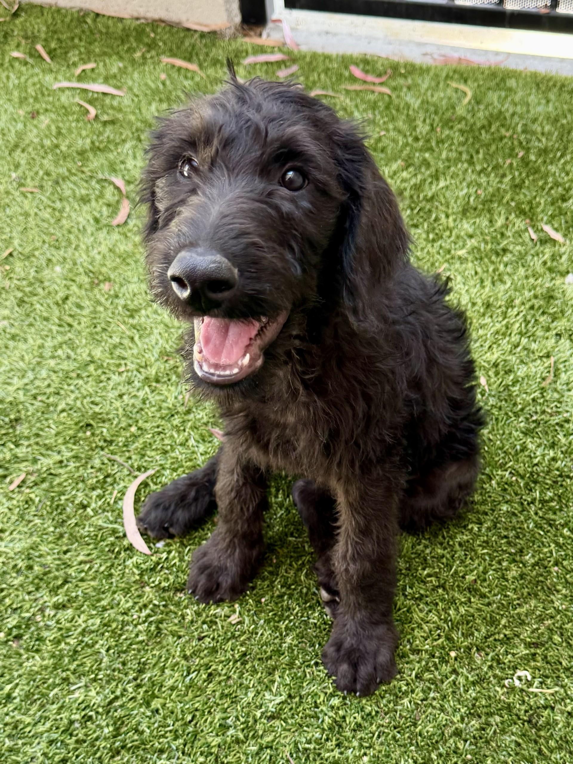 Enlarge Porthos, a Adopted Labradoodle in Los Alamitos, CA image 6/6