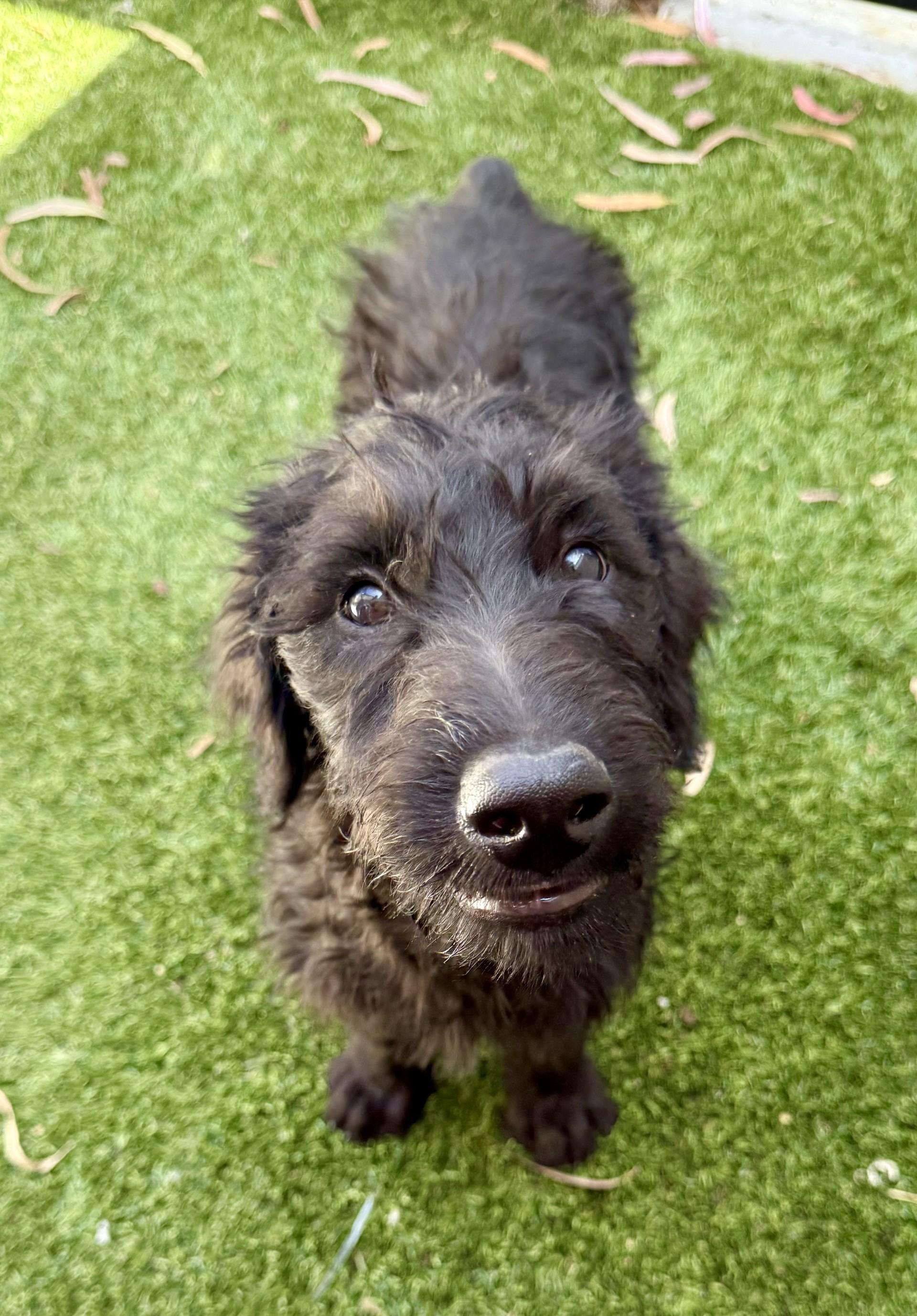 Enlarge Porthos, a Adopted Labradoodle in Los Alamitos, CA image 4/6