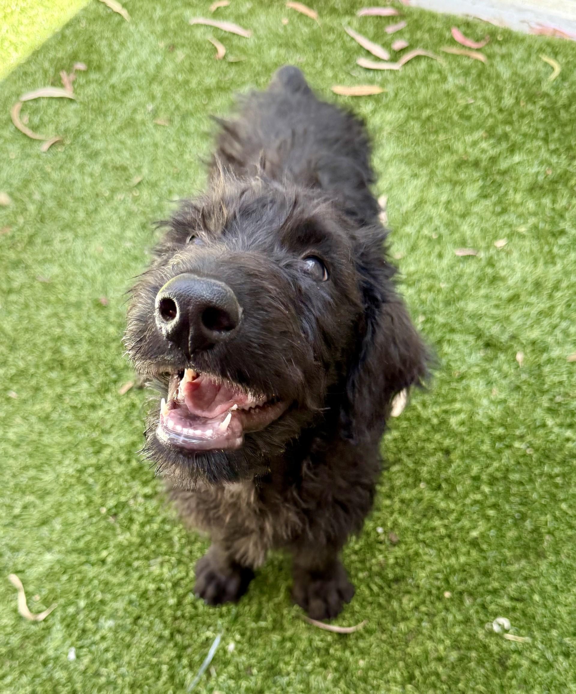 Enlarge Porthos, a Adopted Labradoodle in Los Alamitos, CA image 3/6