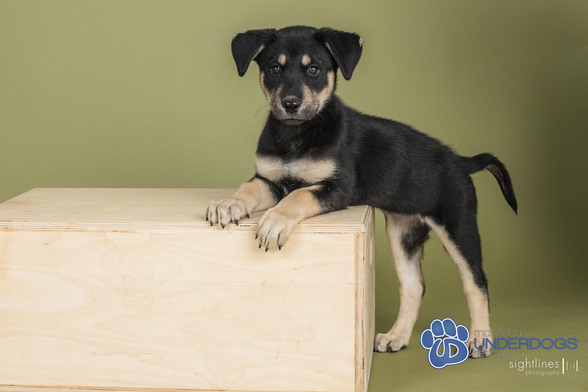 Enlarge Prime, a Adoptable mixed breed in Winnipeg, MB image 1/4