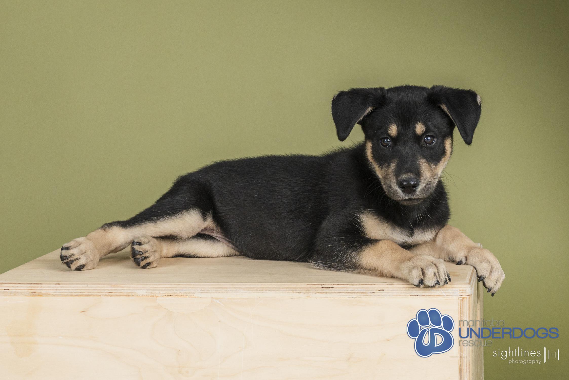 Enlarge Prime, a Adoptable mixed breed in Winnipeg, MB image 2/4