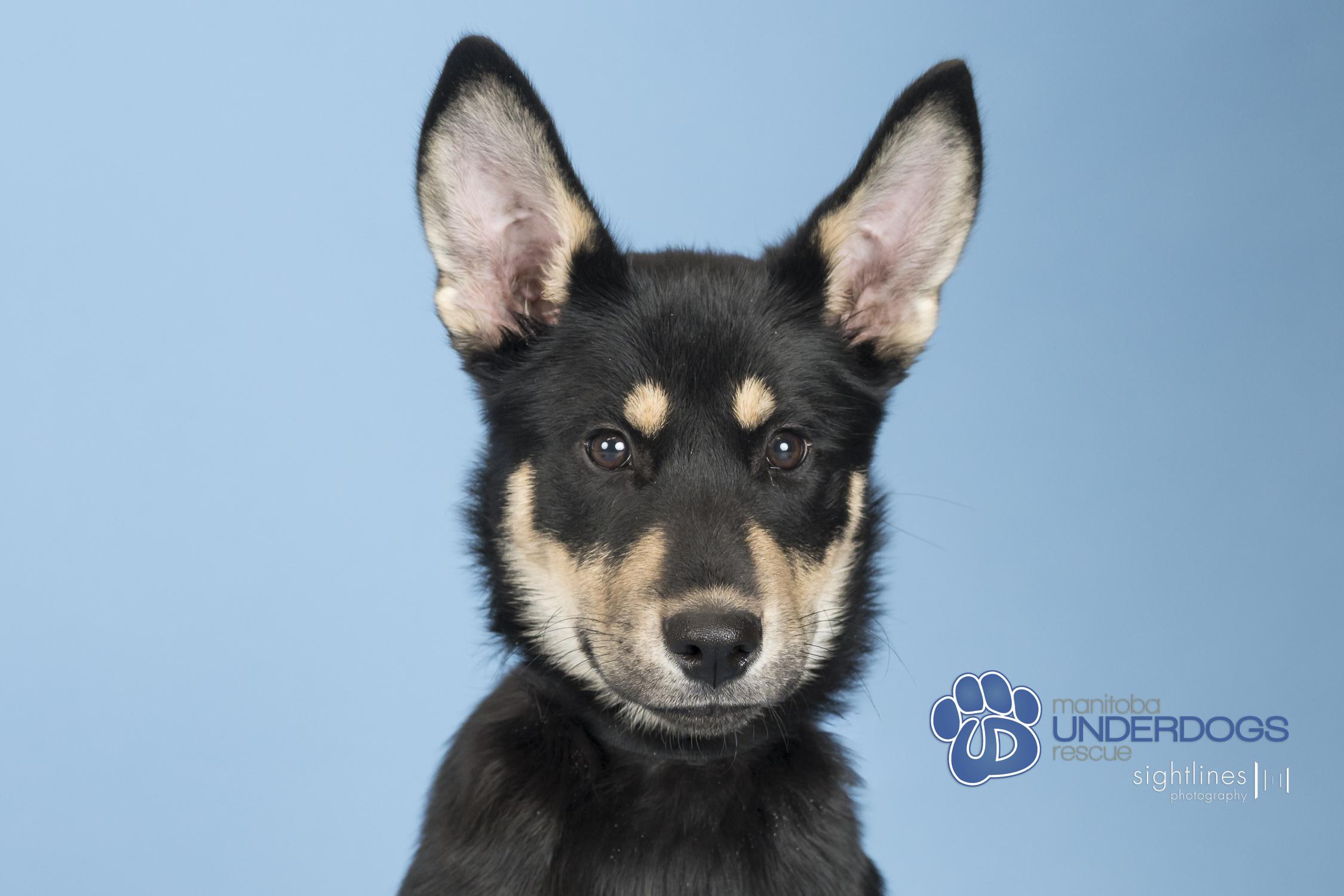 Enlarge Prime, a Adoptable mixed breed in Winnipeg, MB image 1/4