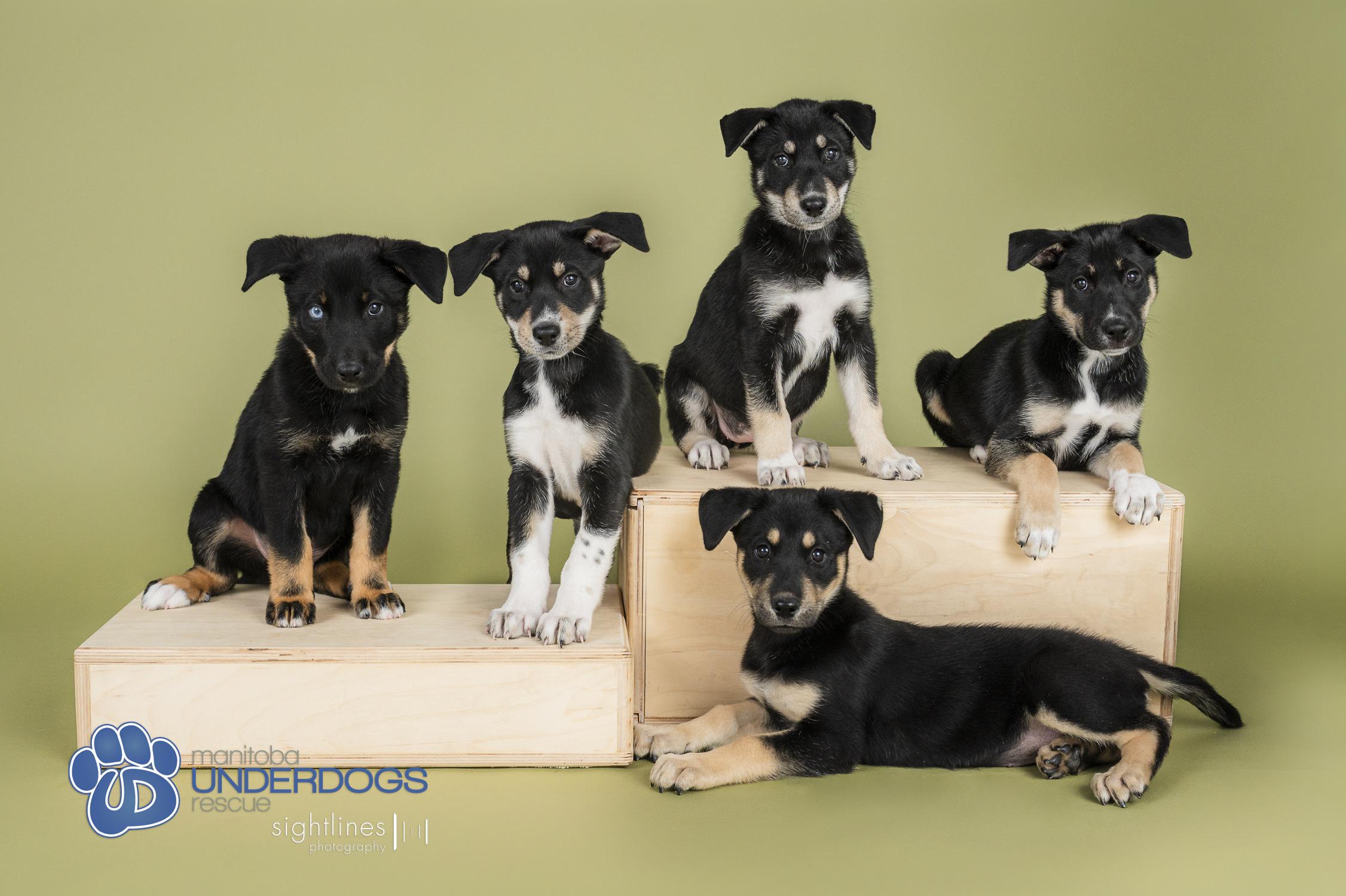 Enlarge Prime, a Adoptable mixed breed in Winnipeg, MB image 3/4