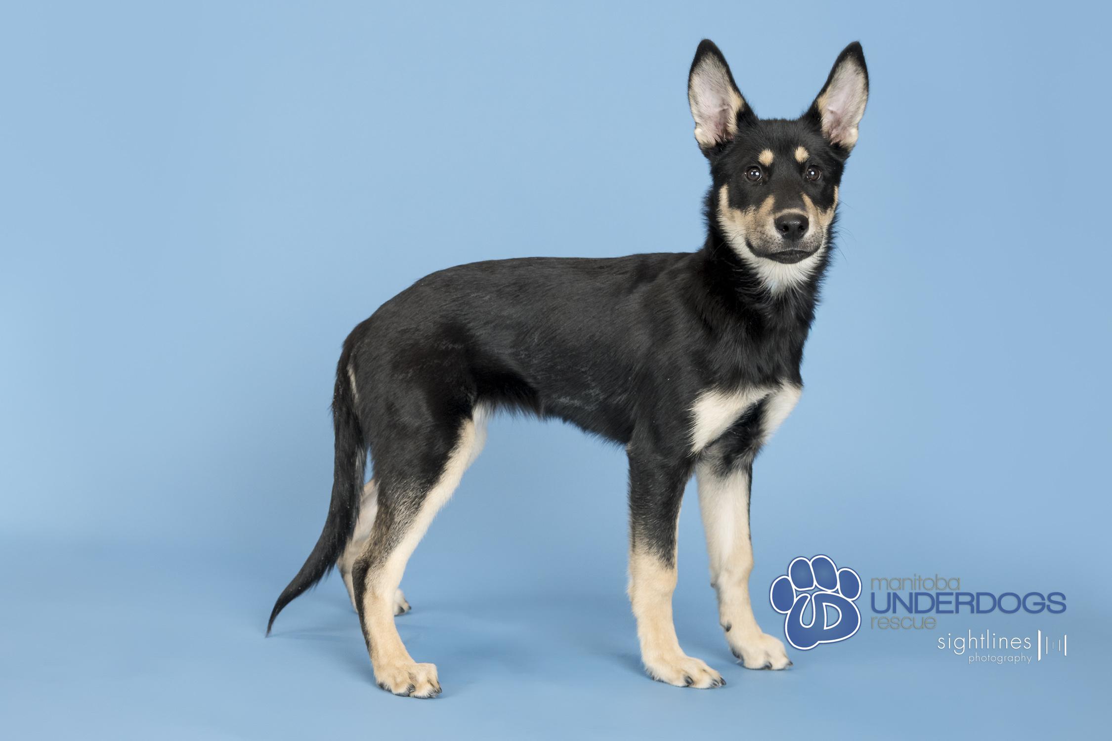 Enlarge Prime, a Adoptable mixed breed in Winnipeg, MB image 2/4