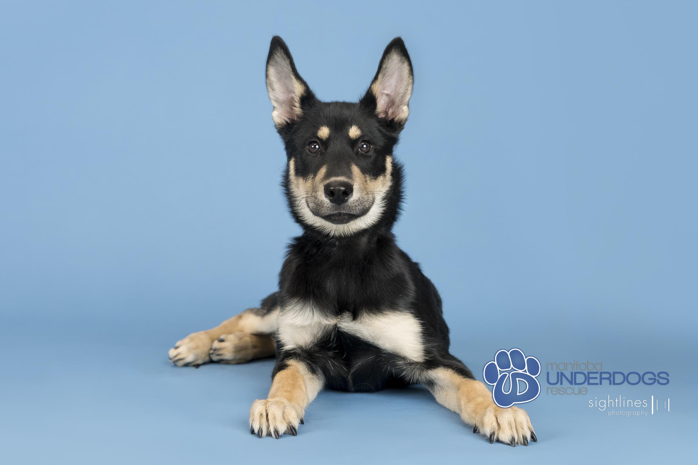 Enlarge Prime, a Adoptable mixed breed in Winnipeg, MB image 3/4