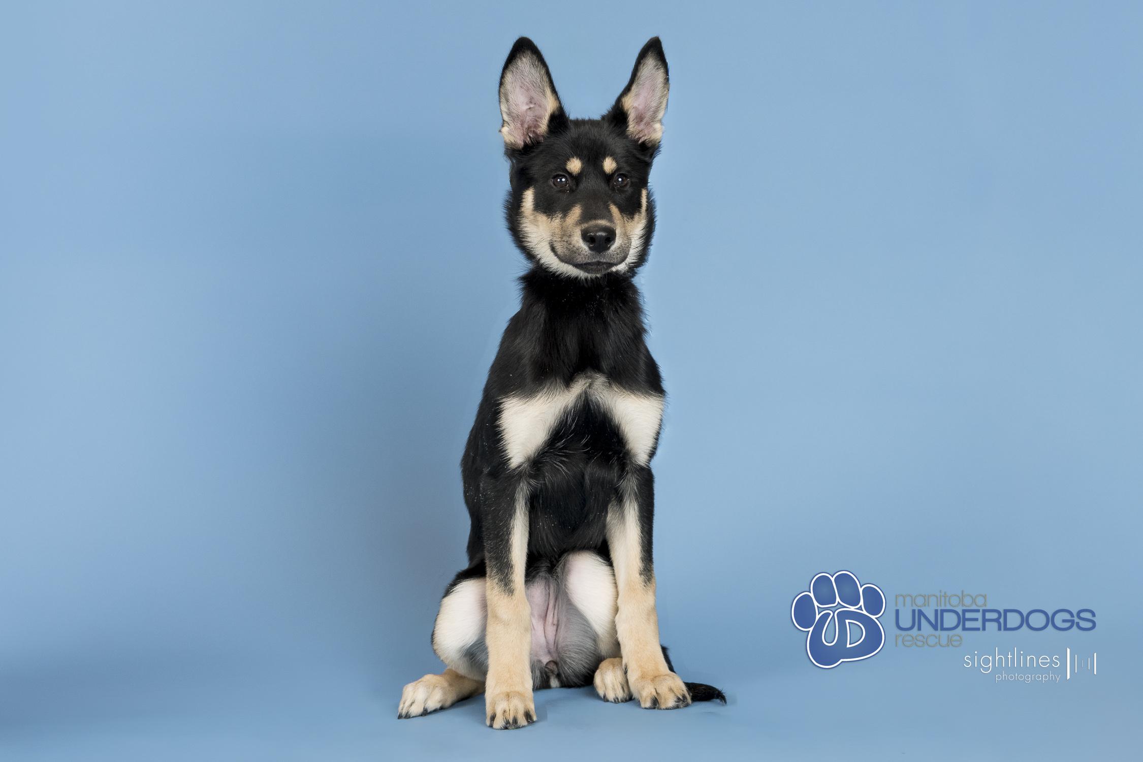 Enlarge Prime, a Adoptable mixed breed in Winnipeg, MB image 4/4