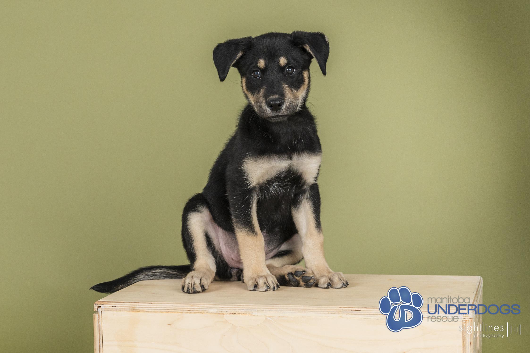 Enlarge Prime, a Adoptable mixed breed in Winnipeg, MB image 4/4