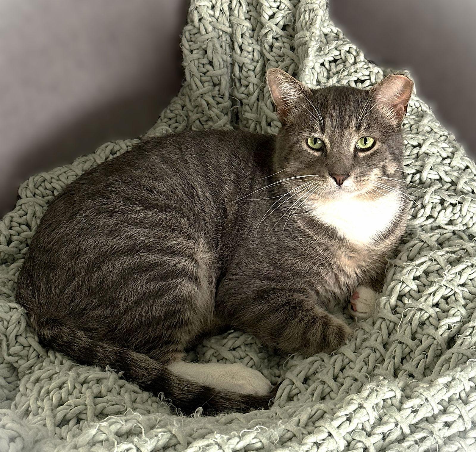 Enlarge Peter Jackson, a Adoptable Tabby in Fort Myers, FL image 1/1