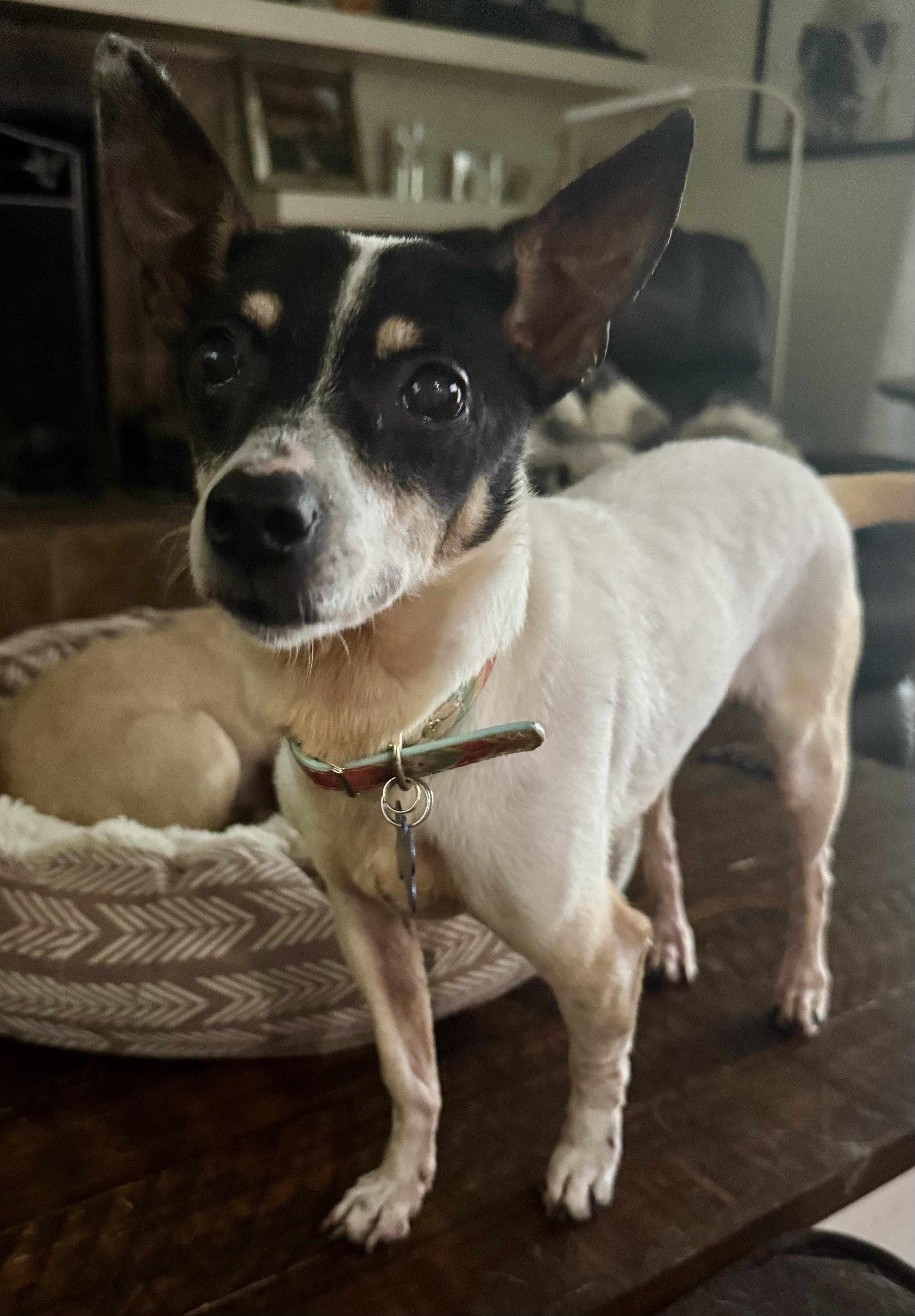 Enlarge Greta, an adoptable Fox Terrier in Grosse Pointe Park, MI image 2/3
