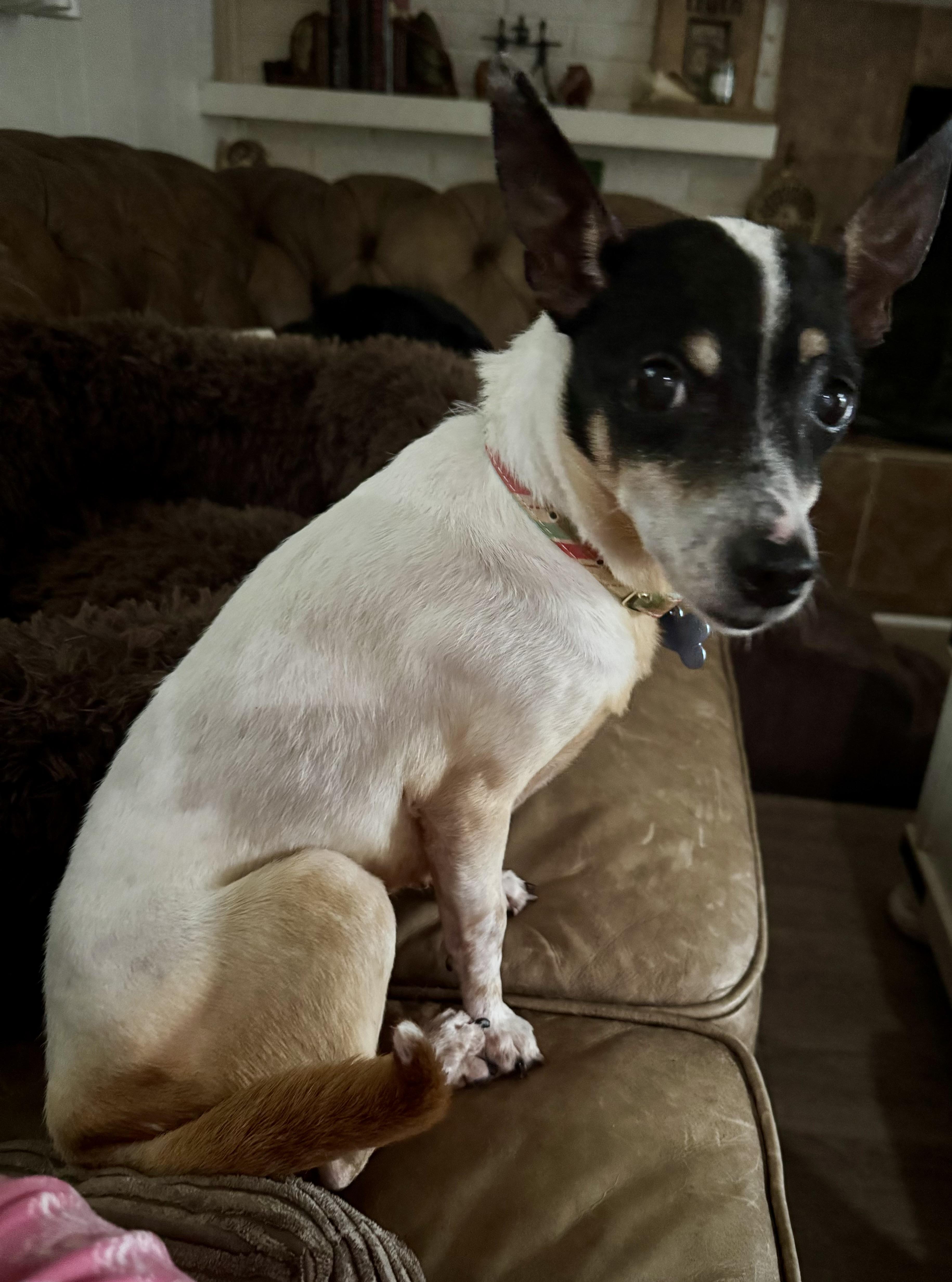 Enlarge Greta, an adoptable Fox Terrier in Grosse Pointe Park, MI image 3/3