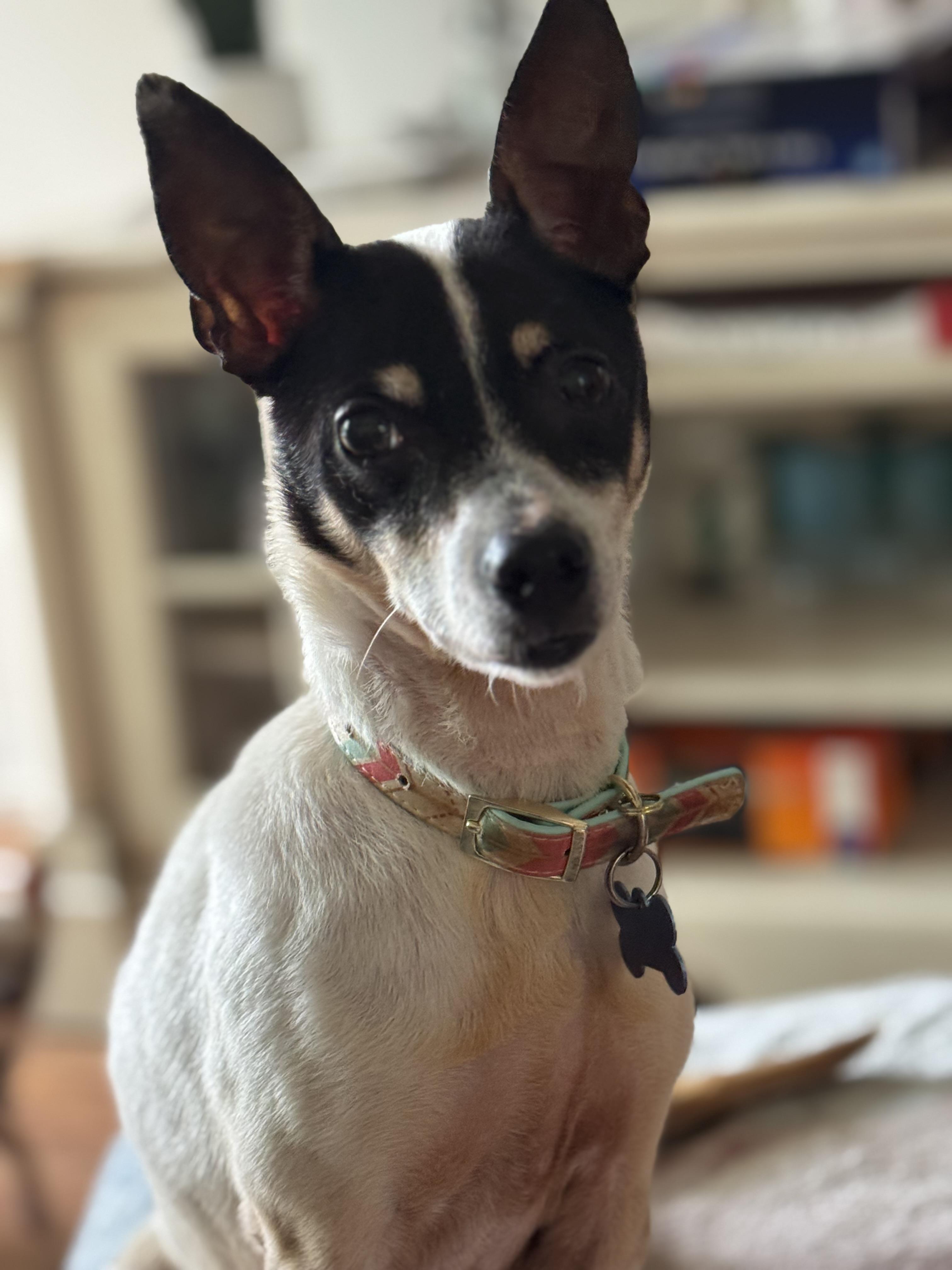 Greta, adoptable, Adult Female Fox Terrier.