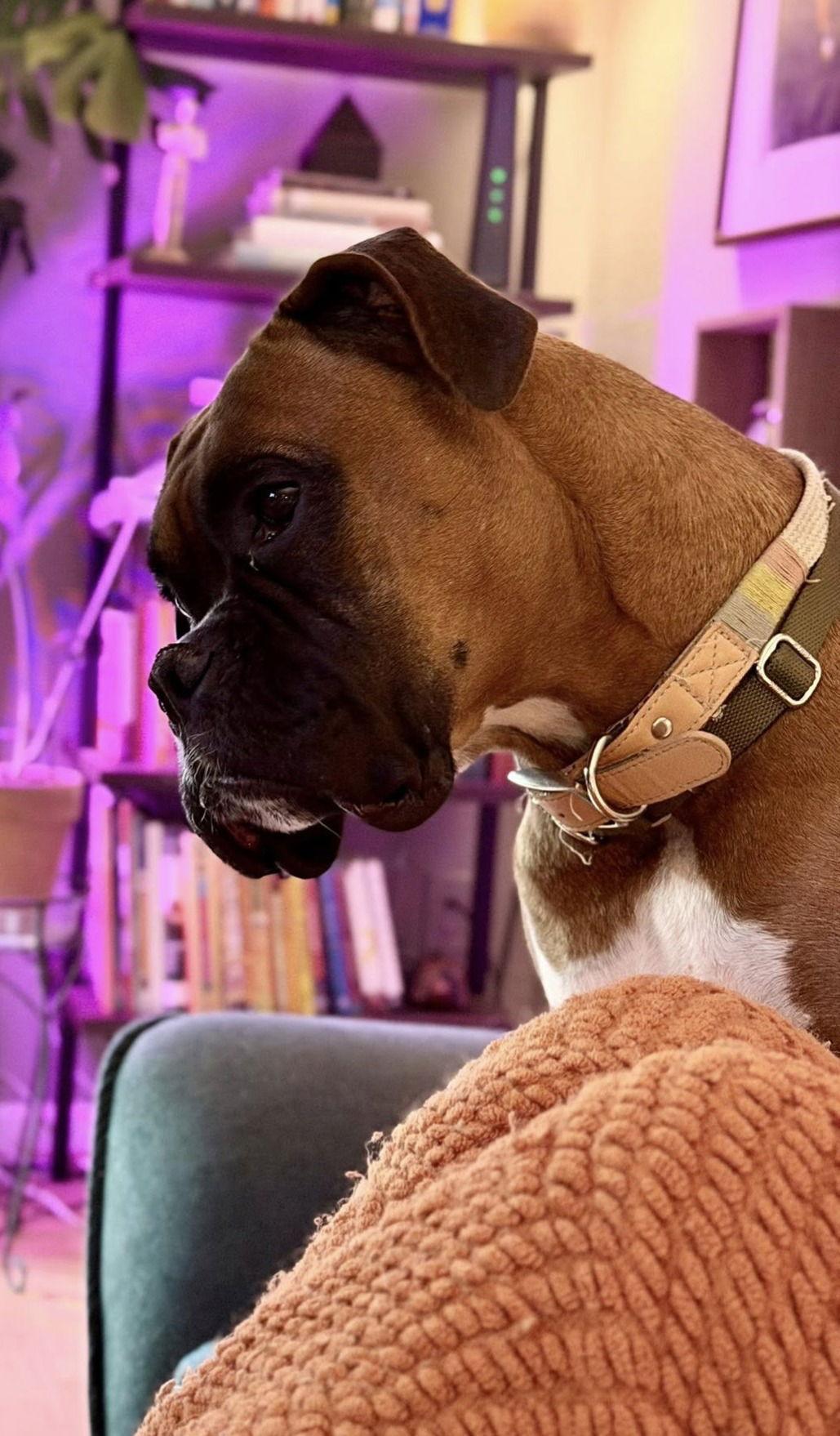 Cadie, Adoptable, Adult Female Boxer.