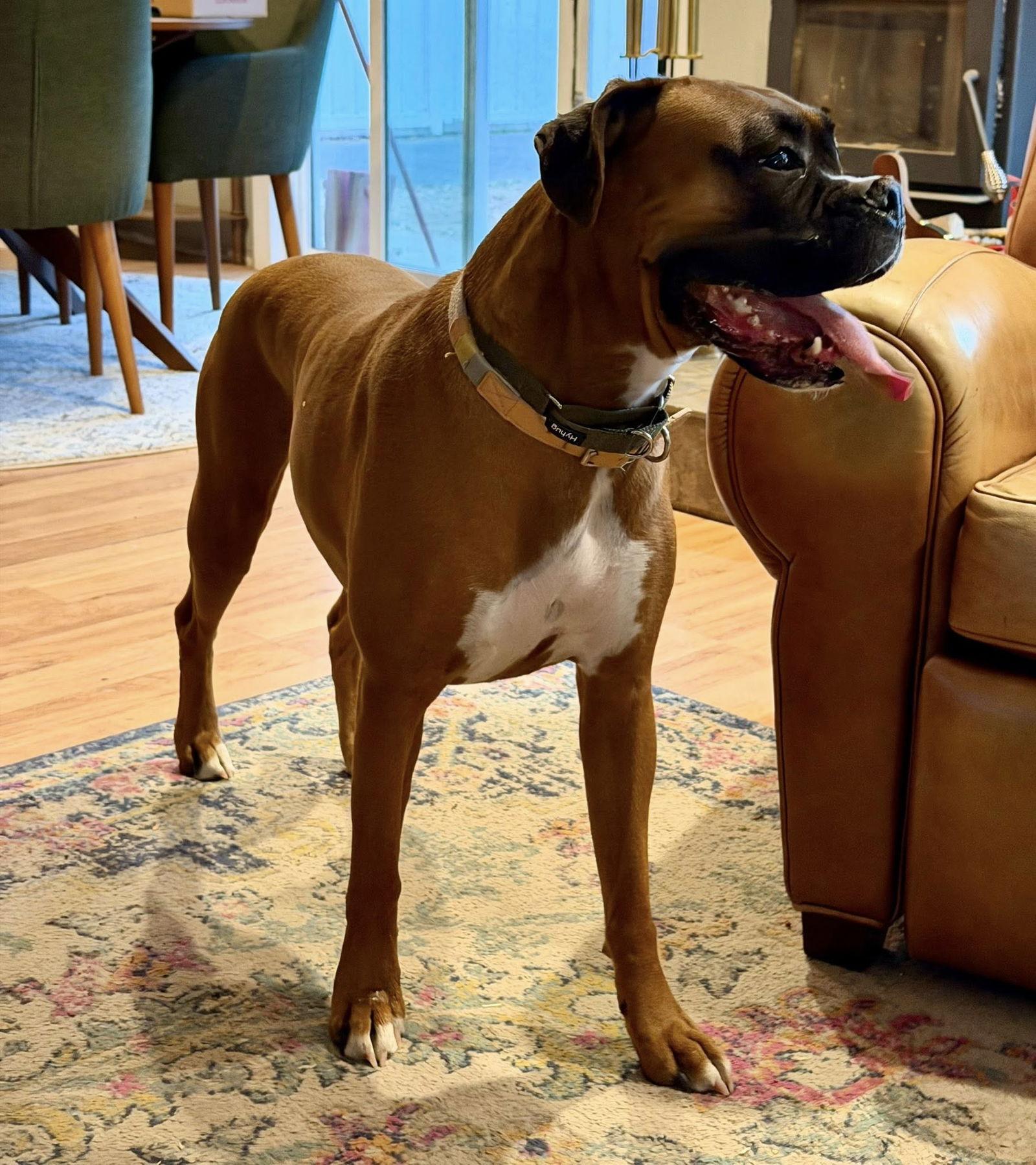 Enlarge Cadie, a Adoptable Boxer in McMinnville, OR image 2/3