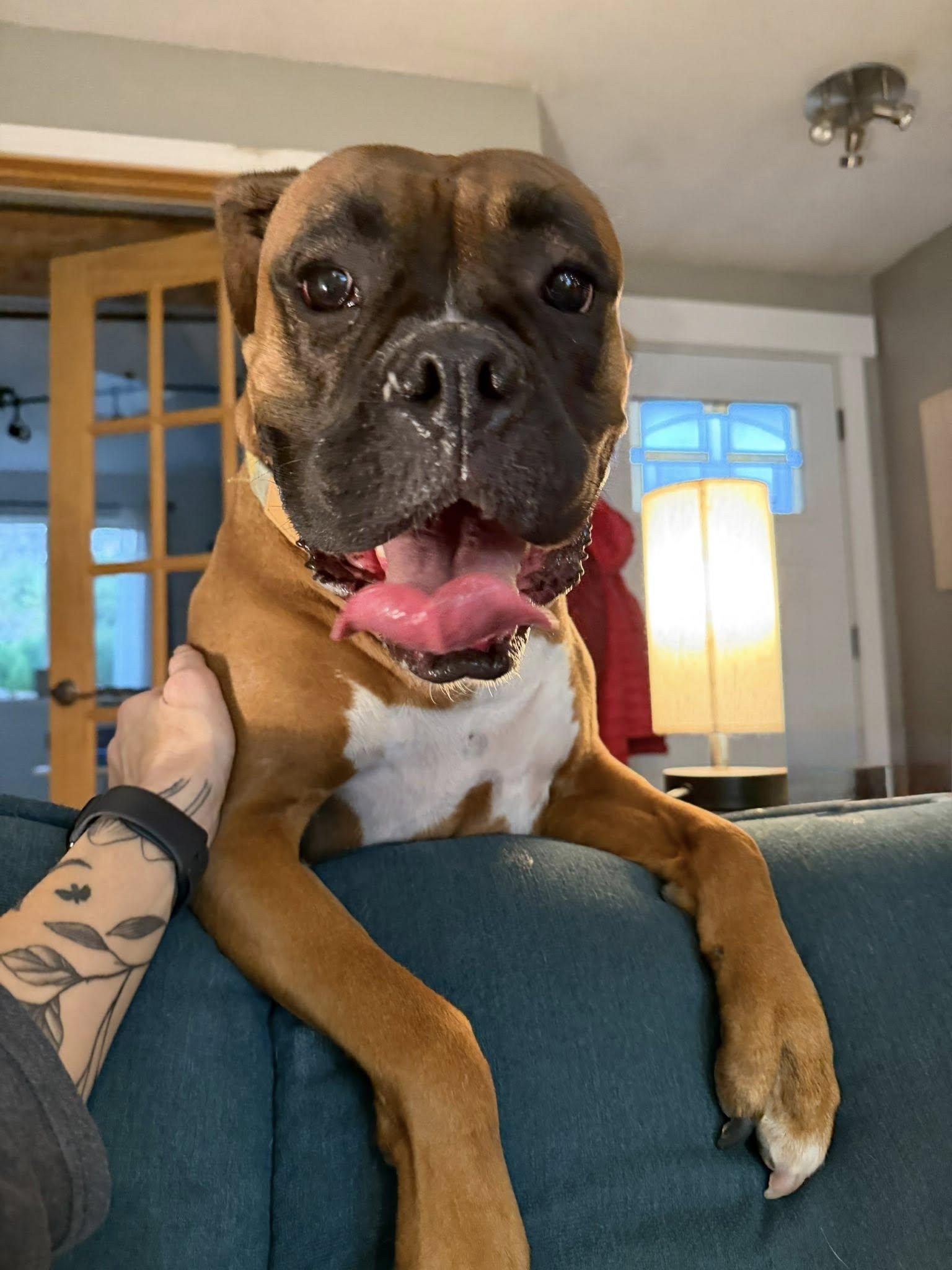 Enlarge Cadie, a Adoptable Boxer in McMinnville, OR image 3/3